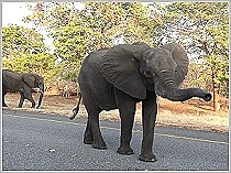 Elefant