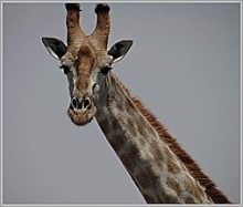 Giraffe