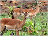 Impalas