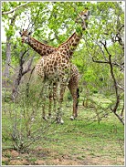 Giraffen