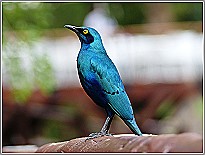 Gr&uuml;nschwanz-Glanzstar