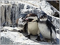 Pinguine