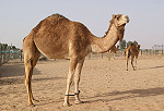 Dromedar